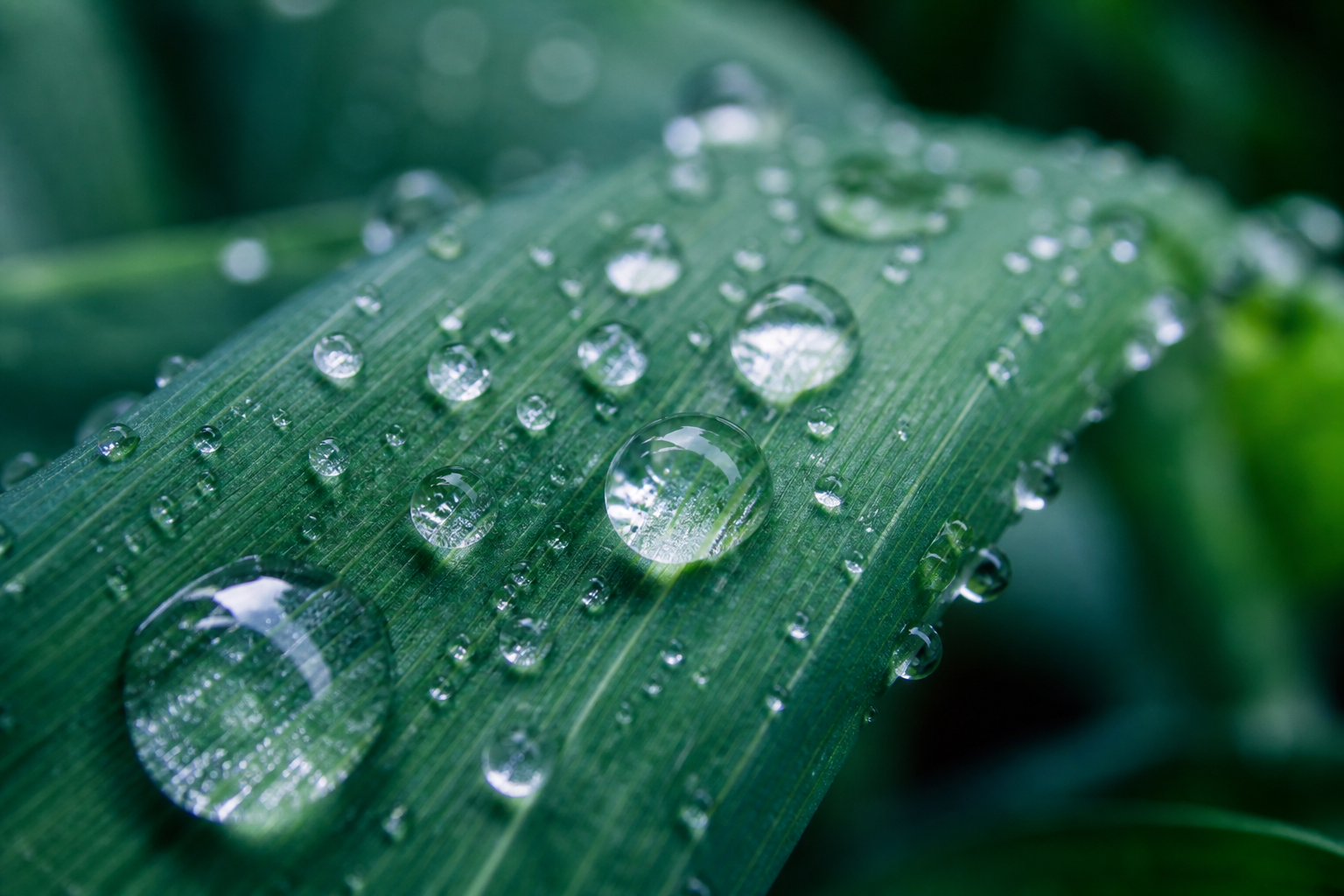 Macro photograph of rain droplets on a green crop leaf